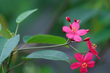 close up Red peregrina, spicy jatropha flowers