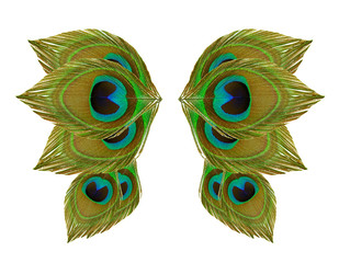 Fototapeta premium Wings peacock feathers on white background