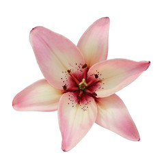 Naklejka na ściany i meble Pink lily isolated on white background