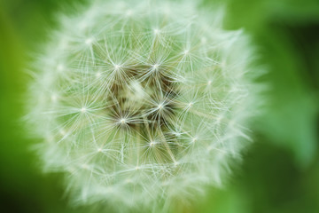 Dandelion flower outdoors