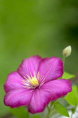 Single pink clematis.