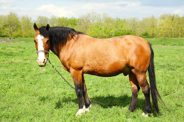 Naklejka na ściany i meble Beautiful brown horse in pasture
