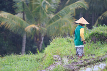 A farmer is farming his job in the rice field