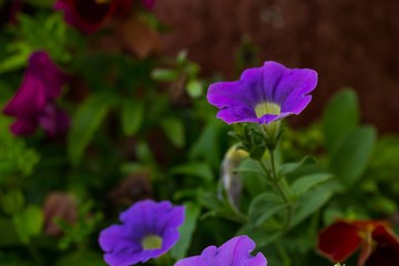 Closeup of colorful Petunia flowers (Solanaceae)