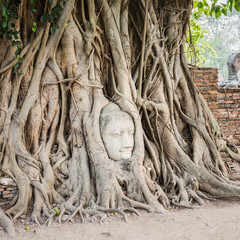 Buddha head in Wat Mahathat