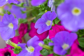 Fototapeta na wymiar Closeup of colorful Petunia flowers (Solanaceae)