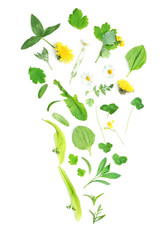 Various medicinal plants, isolated on white