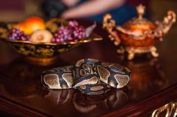 curled snake on wood table and dish with fruits