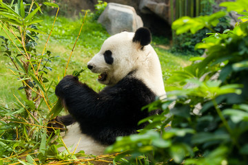 Panda eating bamboo