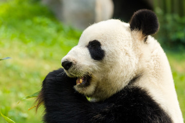 Fototapeta premium Panda eating bamboo in forest