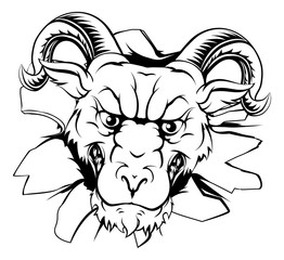 Ram mascot breakthrough