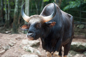 Gaur