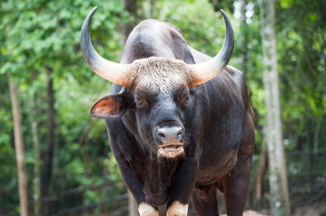 Gaur