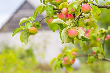 Young green apples on branch