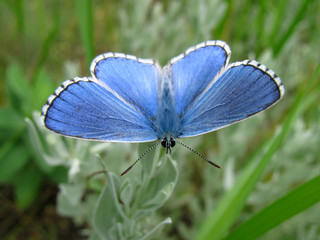 Polyommatus bellargus butterfly male dorsal view