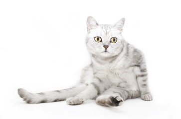 Britisch Kurzharr Rassekatze