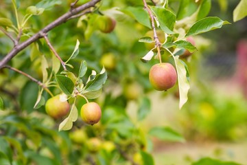 Young green apples on branch