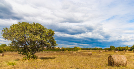 Landscape with haystacks after harvesting of wheat and standalon tree at cloudy day