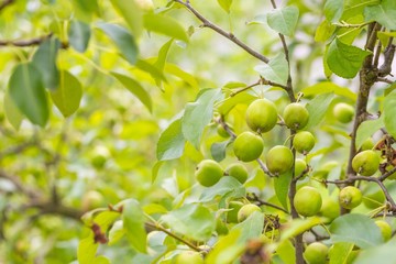Young green apples on branch