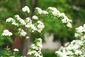 White flowers of blooming rowan tree, outdoors