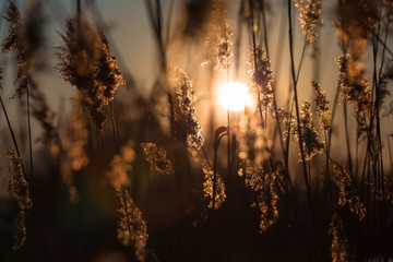 Obraz premium Sunlight through the dusk canes