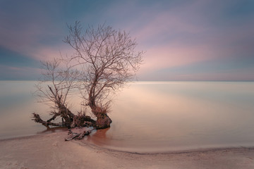 Sunset time. Lonely tree on empty coastline. Long exposure shot.