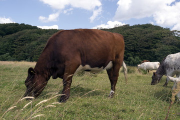 Fototapeta na wymiar Cows Eating Grass