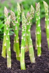 Organic farming asparagus in black soil