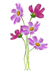 Obraz na płótnie Canvas Cosmos flowers isolated on white background