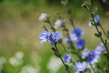 Wegwarte