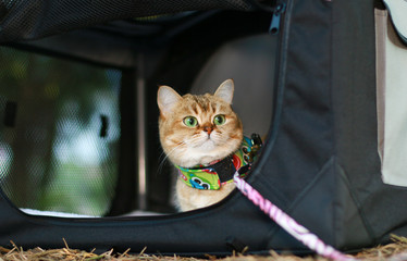 Katze Leine