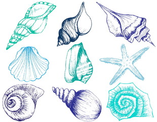 Hand drawn collection of various seashell illustrations isolated