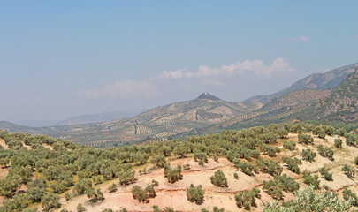 Fototapeta na wymiar Espagne champ d'oliviers