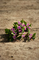Bouquet violet field on the steps