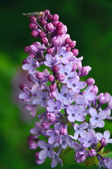 Bunch of purple flowers lilac