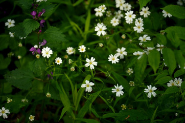 Small white daisies in the grass