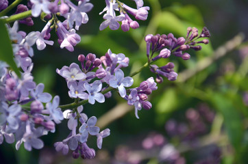 The branch of lilac with purple flowers