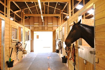 Horses at the stables 