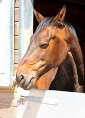 Horse sleeping