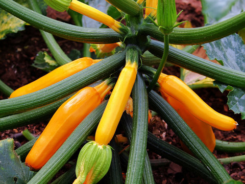 Gelbe Zuchini