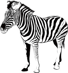 Fototapeta na wymiar Zebra in profile
