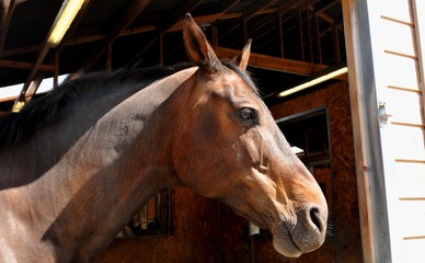 Horse portrait