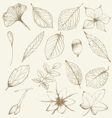 Collection of hand drawn plants, leaves