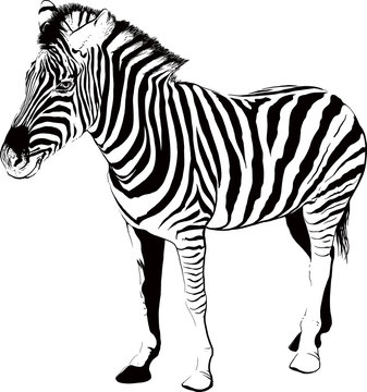 Zebra in profile
