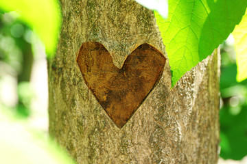 heart carved in tree close up