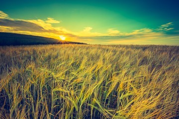 Vintage photo of sunset over corn field at summer