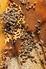 Busy bees, close up view of the working bees on honeycomb.