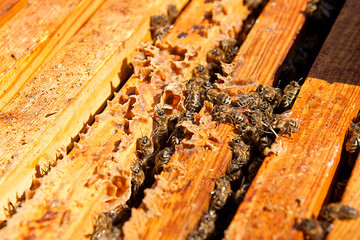 Busy bees, close up view of the working bees on honeycomb.