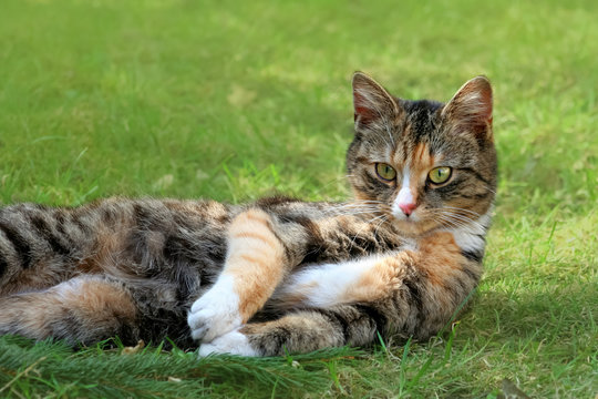Gl&uuml;ckskatze entspannt im Garten