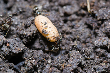 the ant